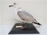 藏品(織女銀鷗)的圖片